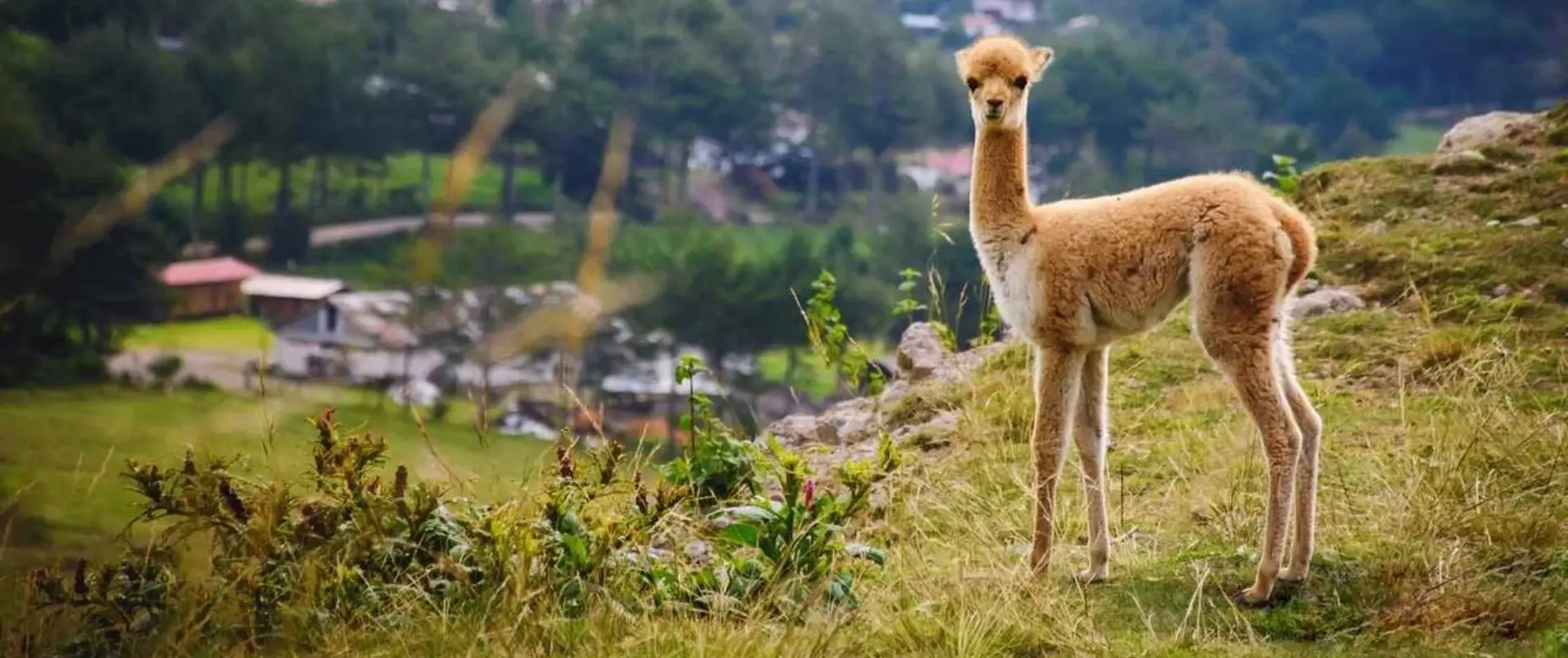Lama, Alpaga, Vicuña et Guanaco : Similaires mais totalement différents
